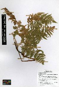 Pteridium aquilinum var. feei image