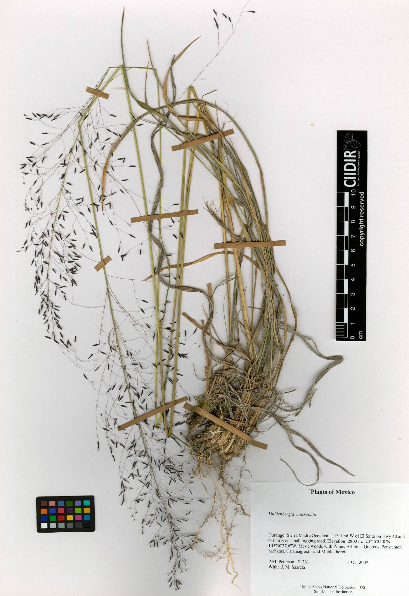 Muhlenbergia mucronata image