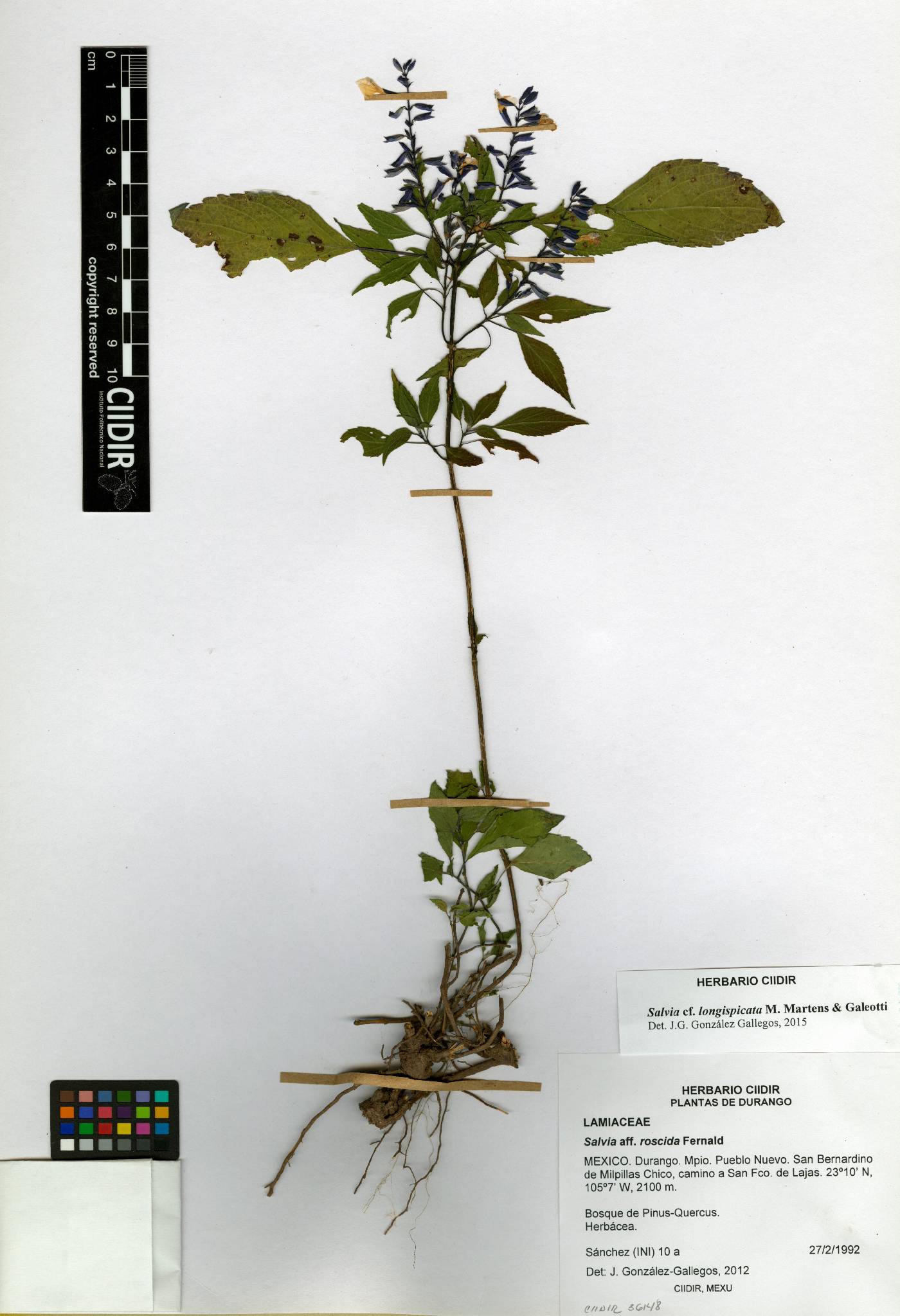 Salvia longispicata image