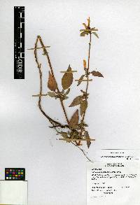 Image of Clinopodium macrostemum