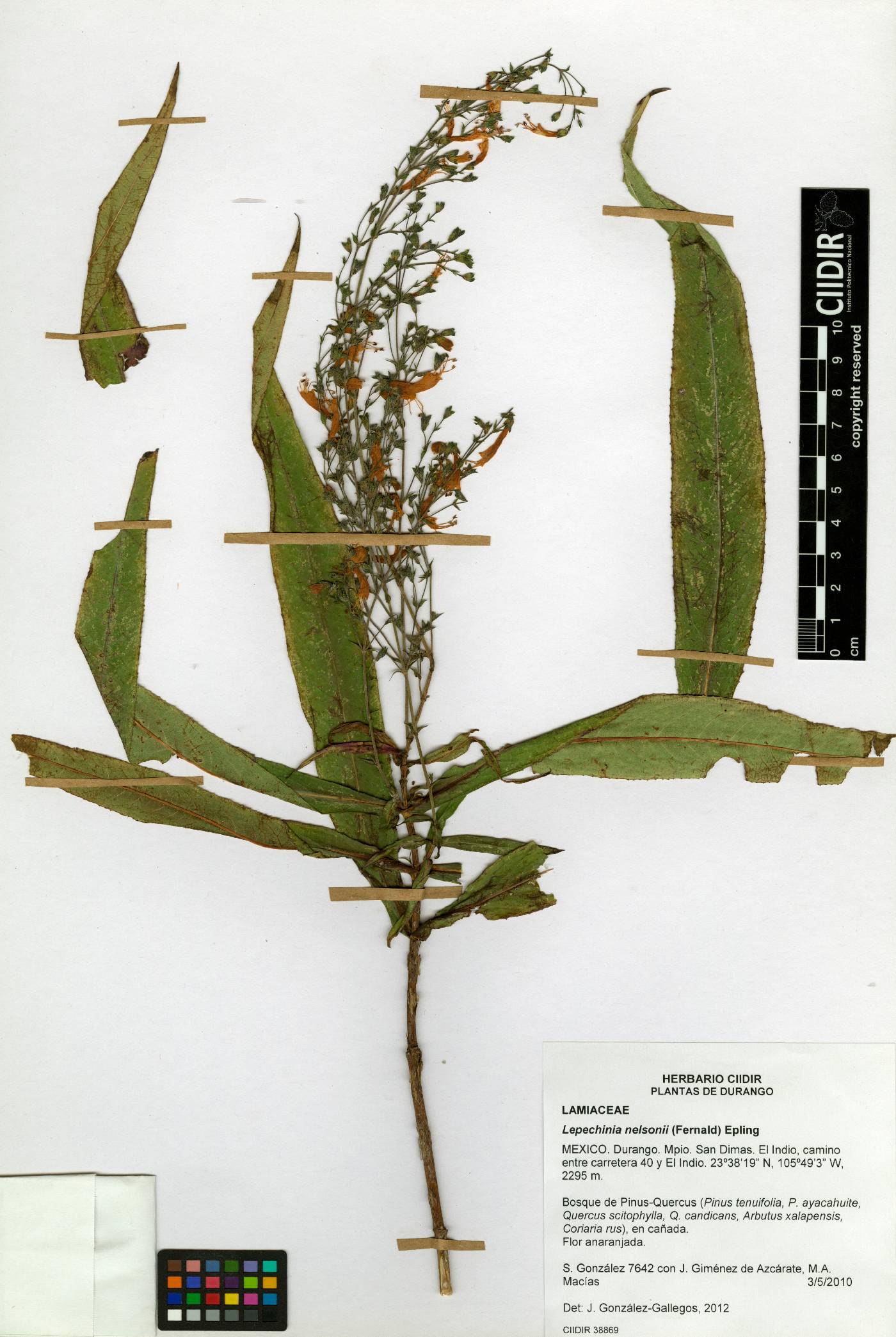 Lepechinia nelsonii image