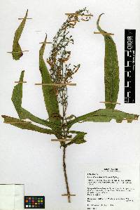 Image of Lepechinia nelsonii