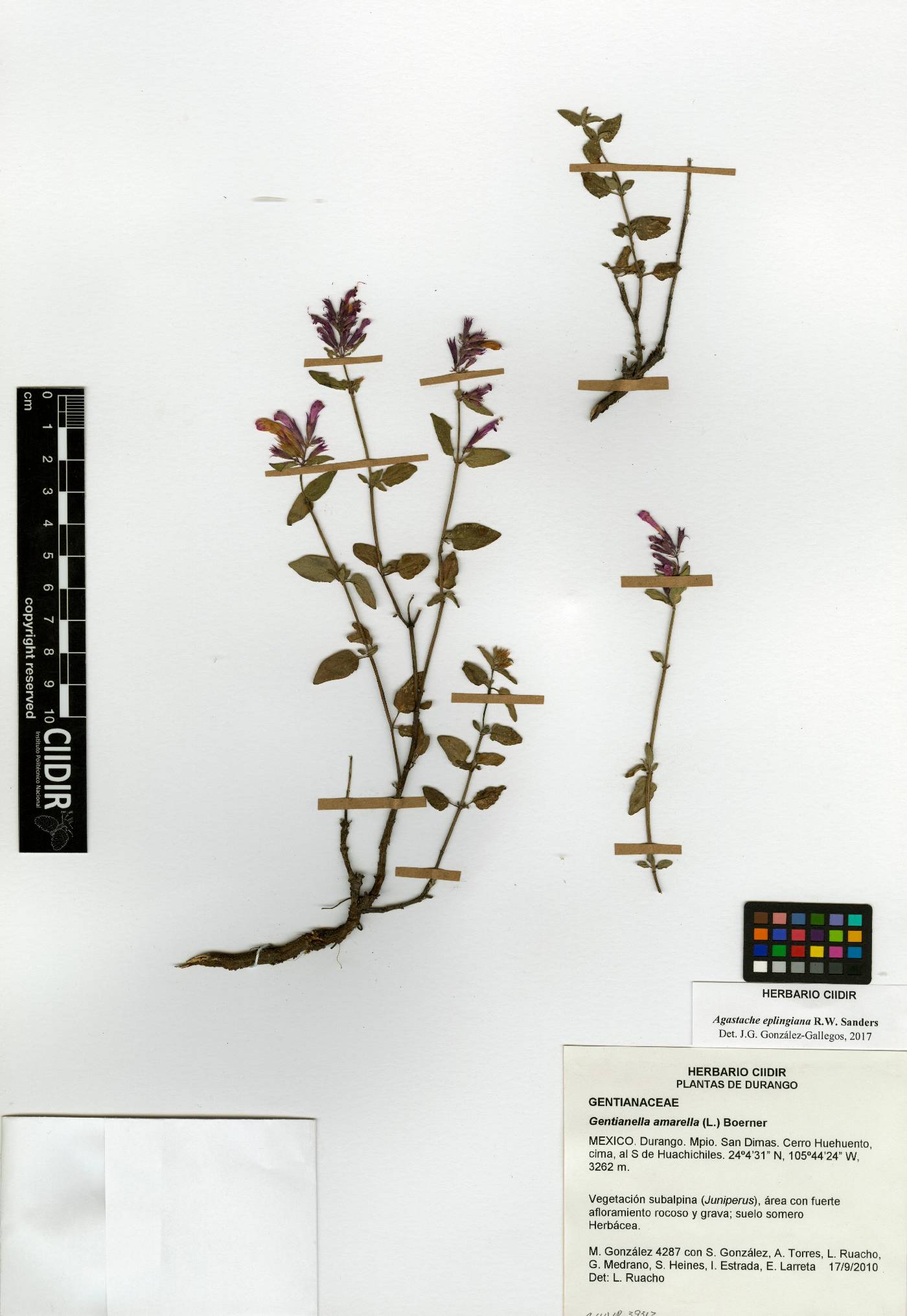 Agastache eplingiana image