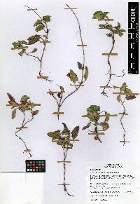 Salvia prunelloides image