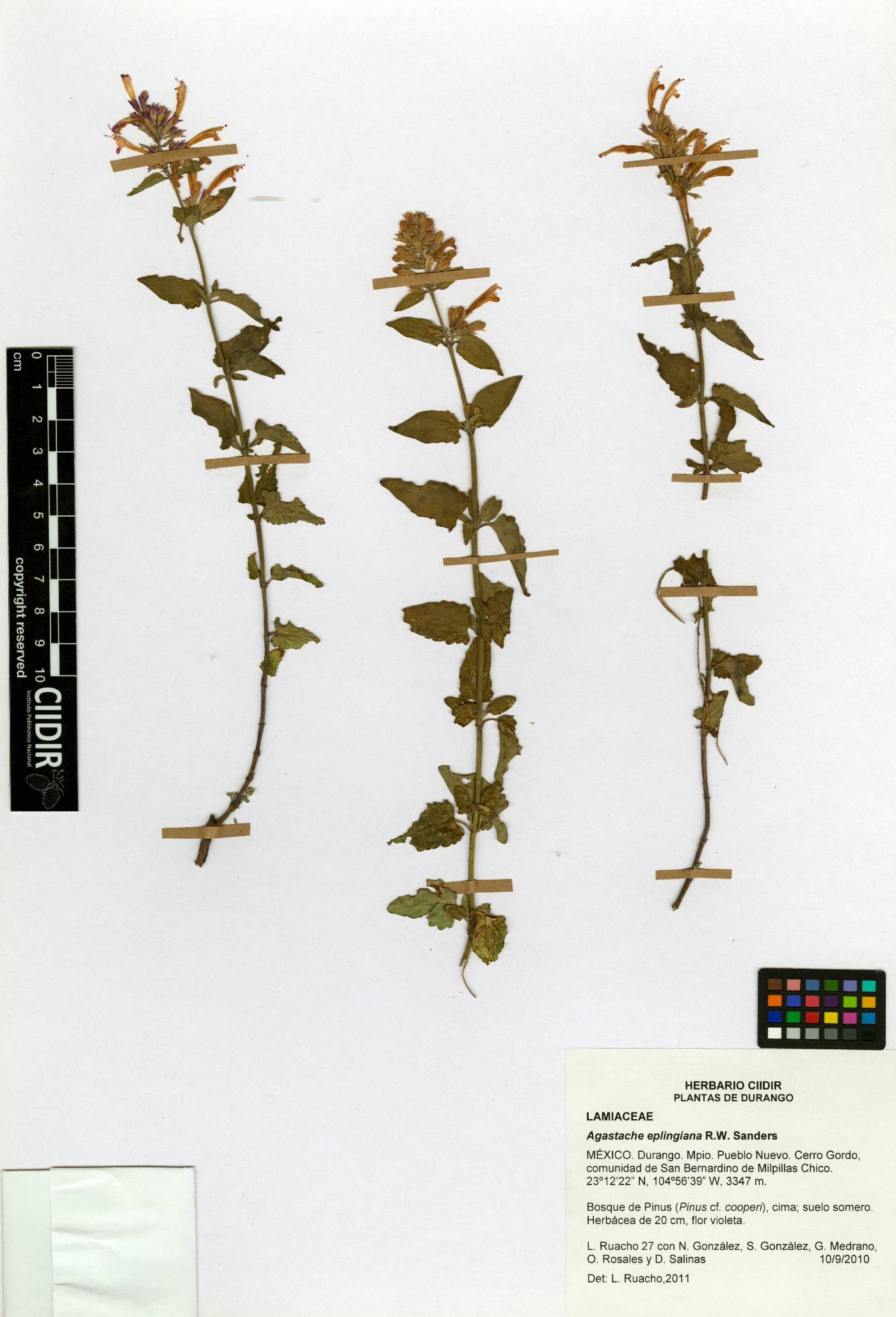 Agastache eplingiana image