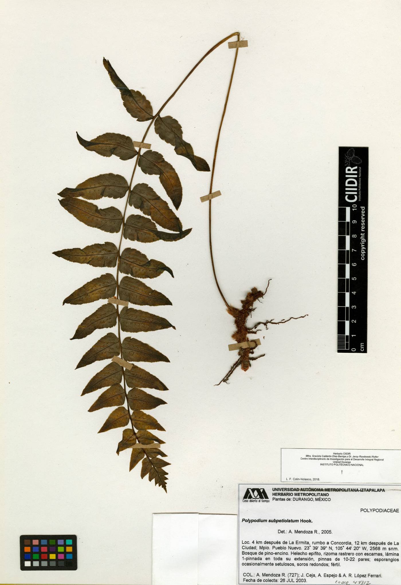 Polypodium subpetiolatum image