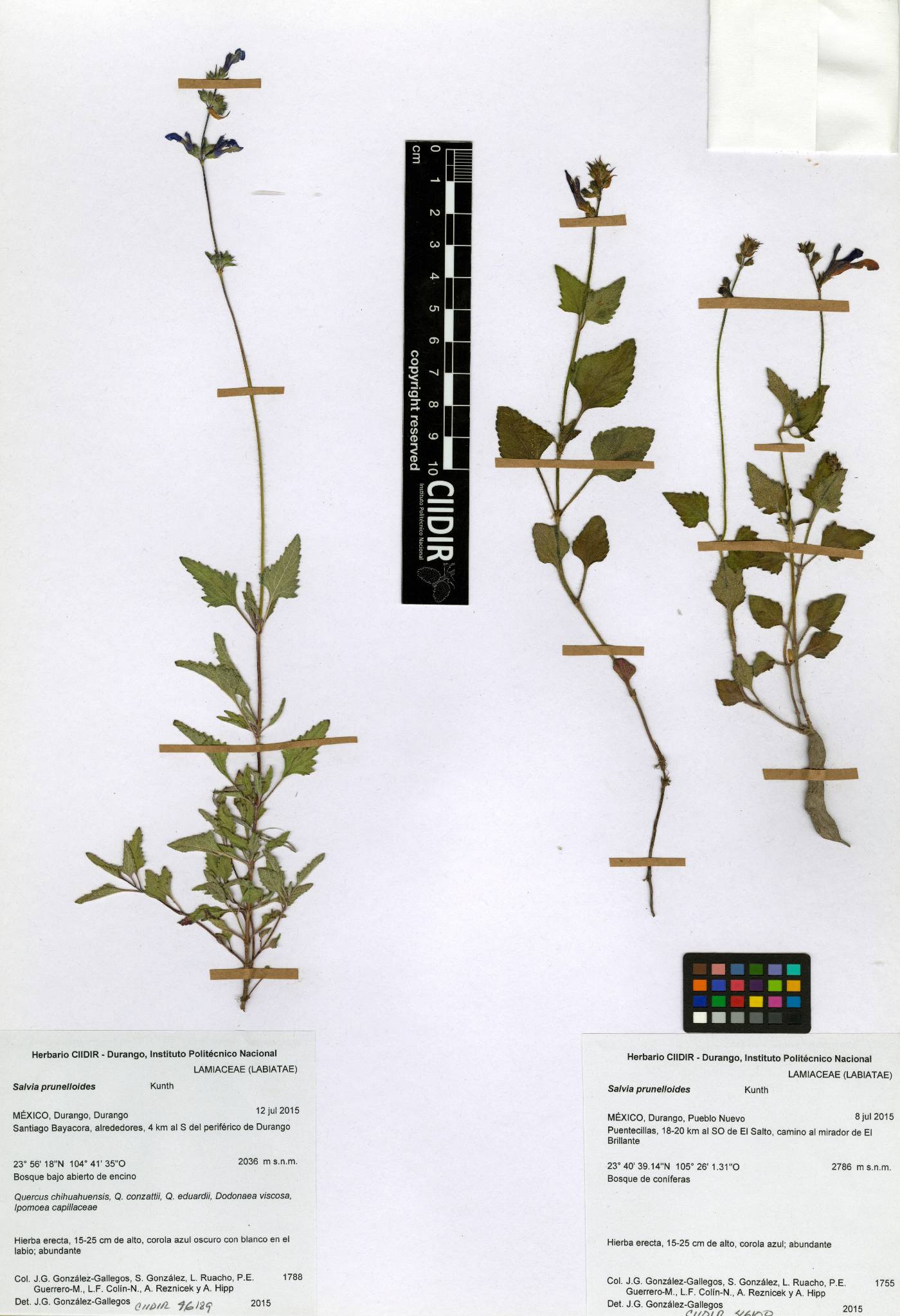 Salvia prunelloides image