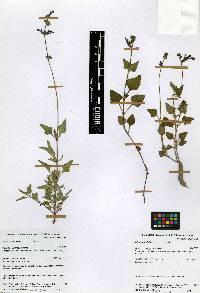 Salvia prunelloides image