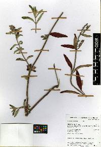 Salvia lavanduloides image