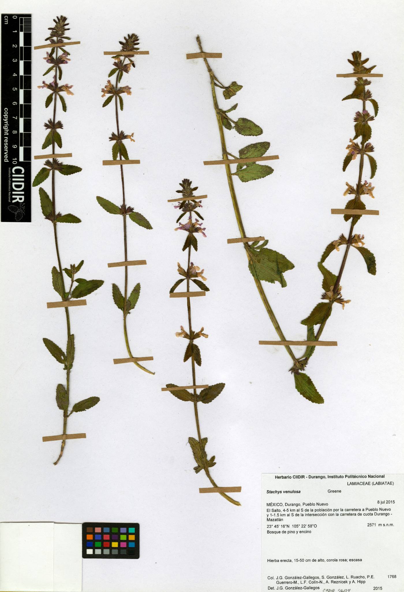 Stachys venulosa image