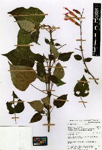 Salvia gesneriiflora image