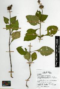 Image of Salvia clinopodioides