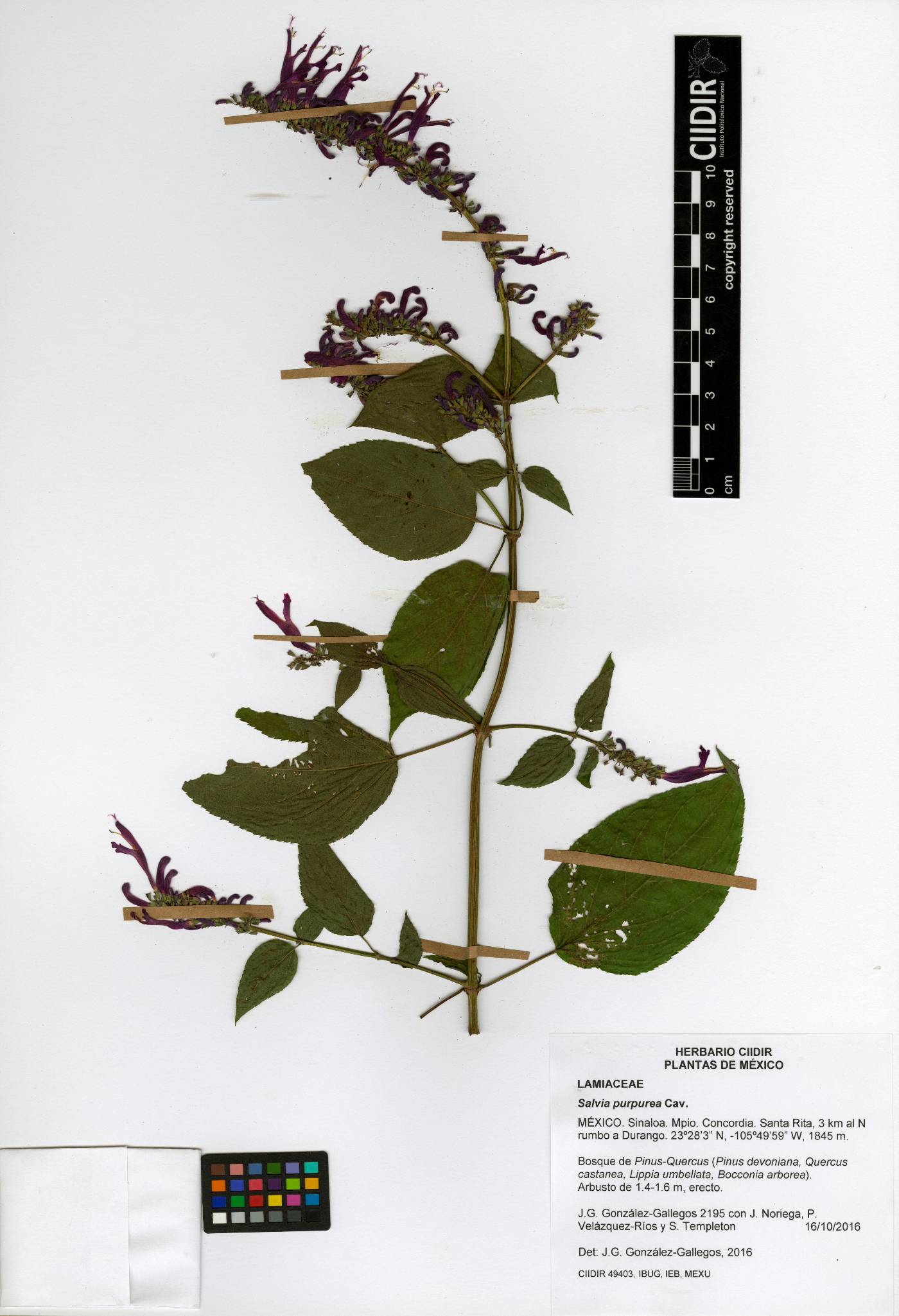 Salvia purpurea image