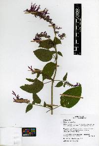 Salvia purpurea image