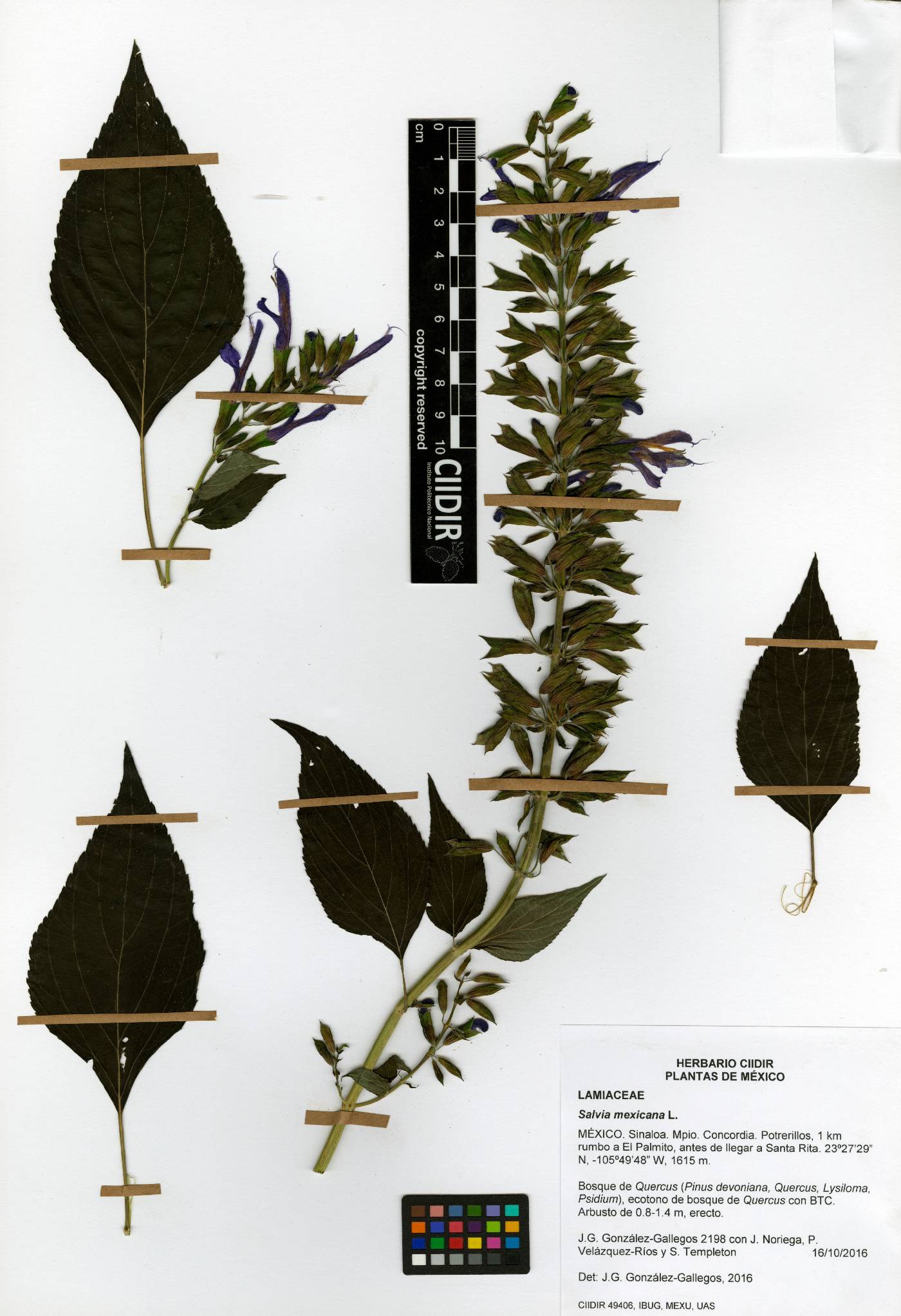 Salvia mexicana image