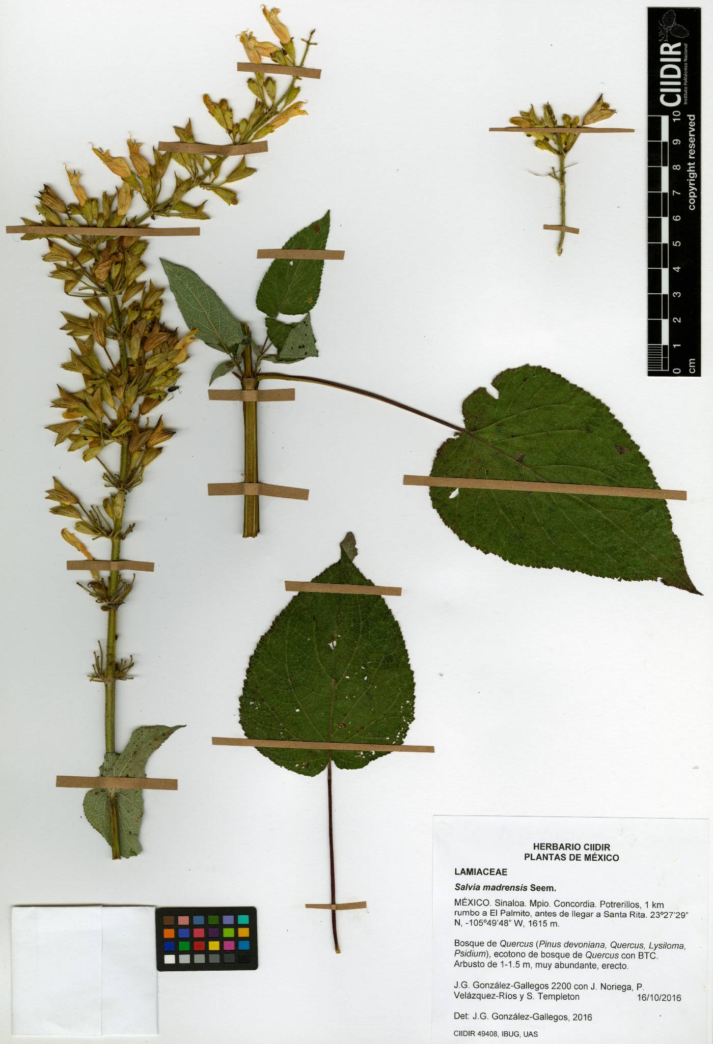Salvia madrensis image
