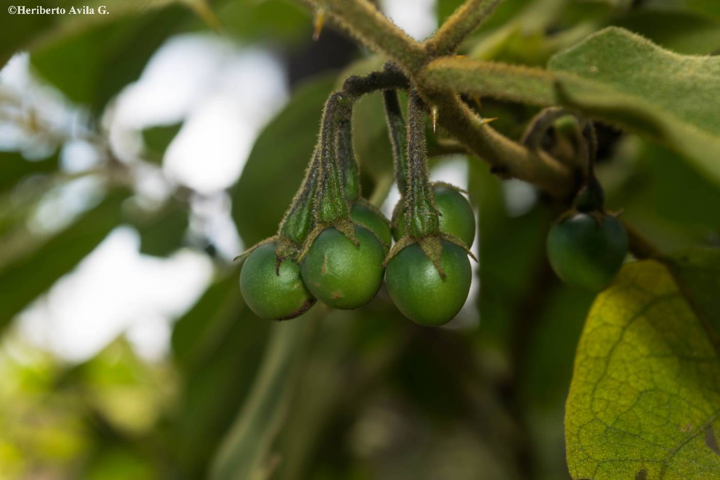 Solanum ferrugineum image