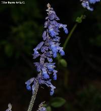 Salvia lavanduloides image