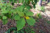 Solanum ferrugineum image