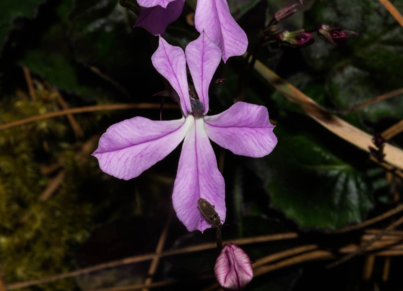 Lobelia macrocentron image