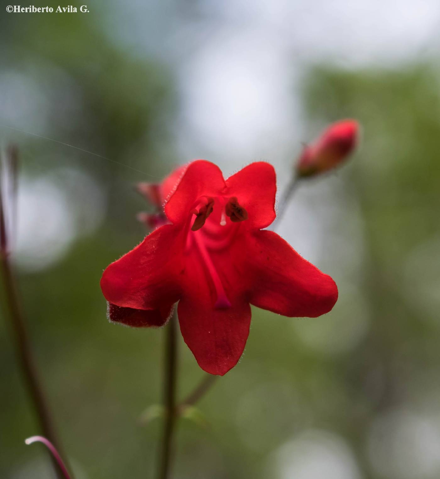 Penstemon plagapineus image