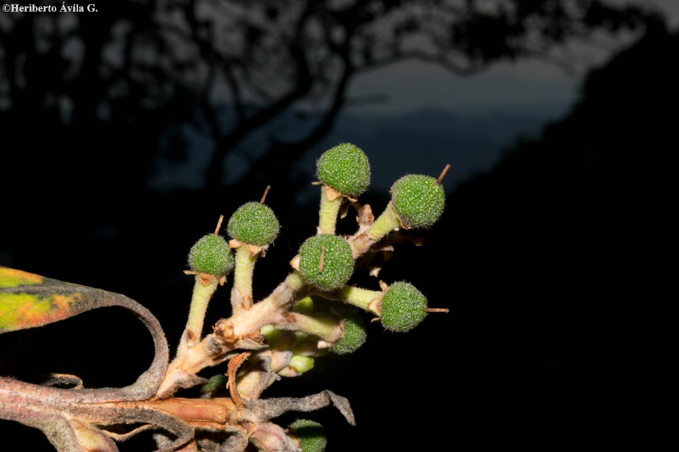 Arbutus bicolor image