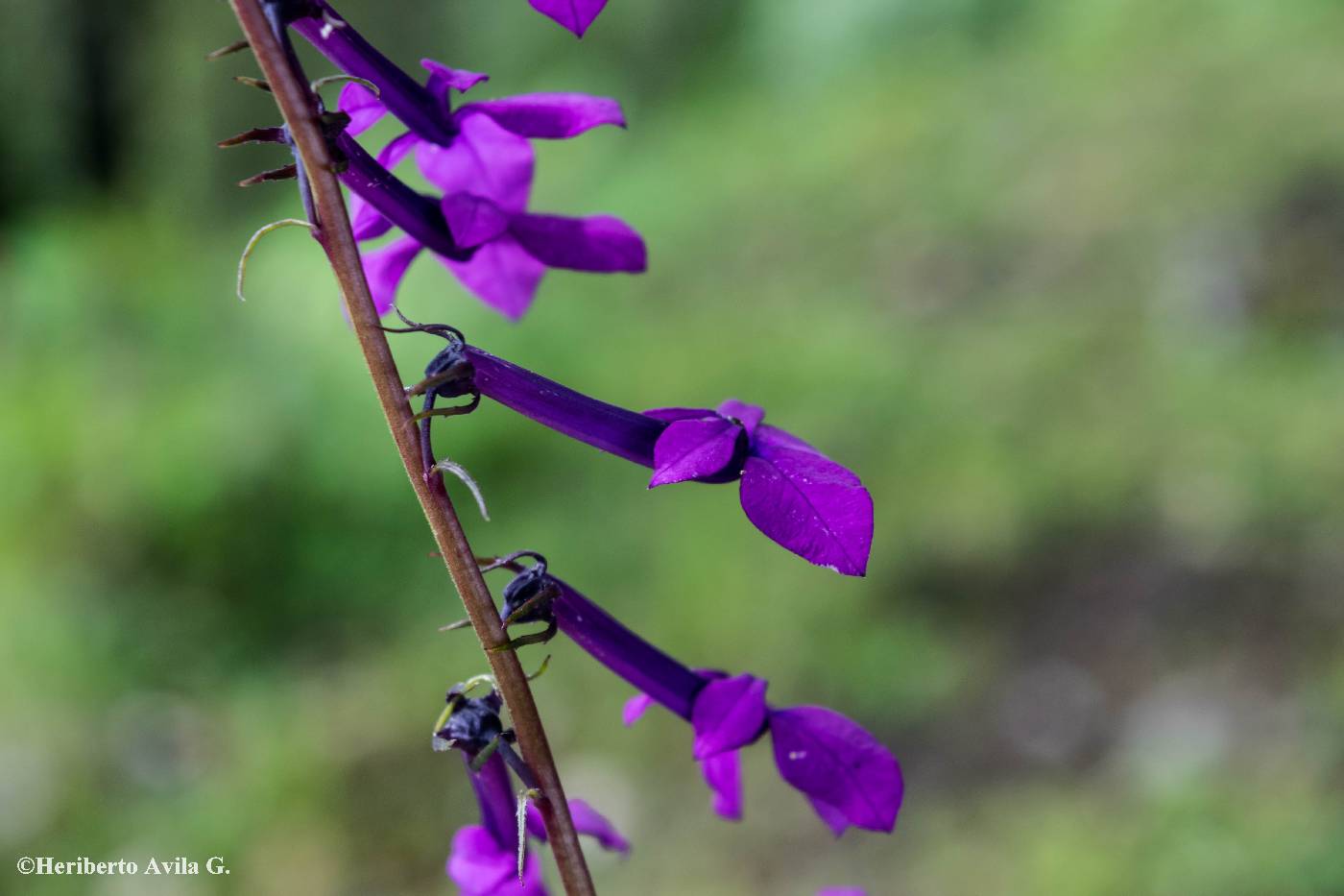 Lobelia sinaloae image