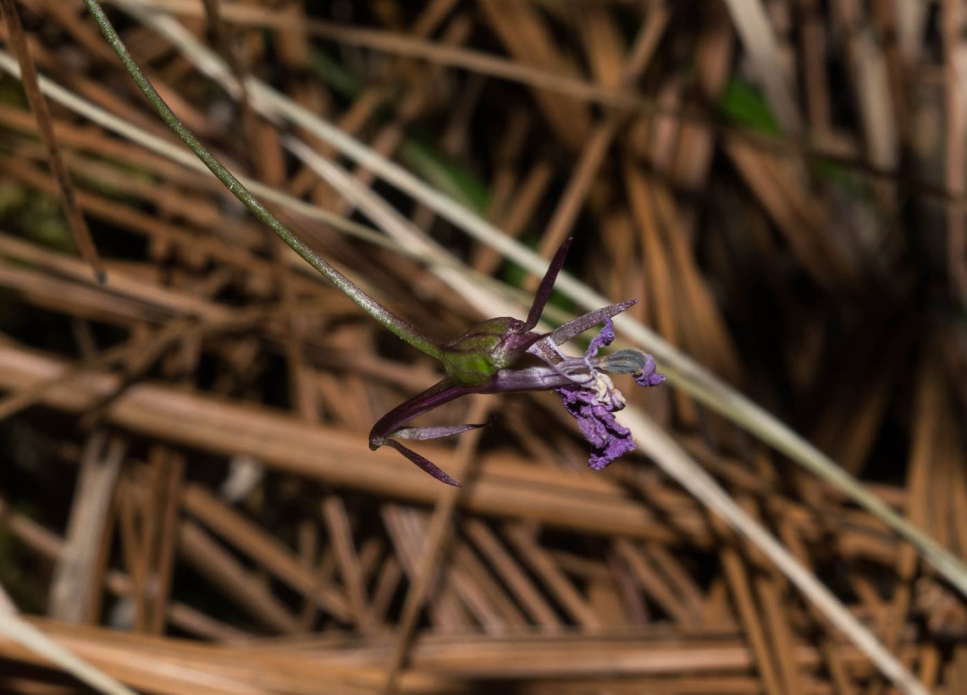 Lobelia macrocentron image