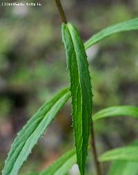 Lobelia sinaloae image