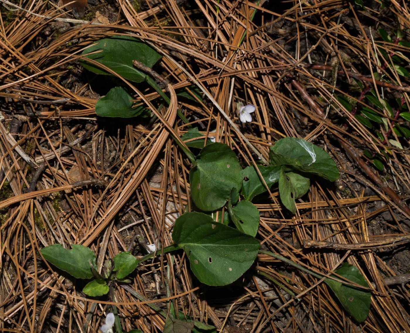 Viola grahamii image