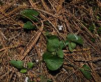 Viola grahamii image