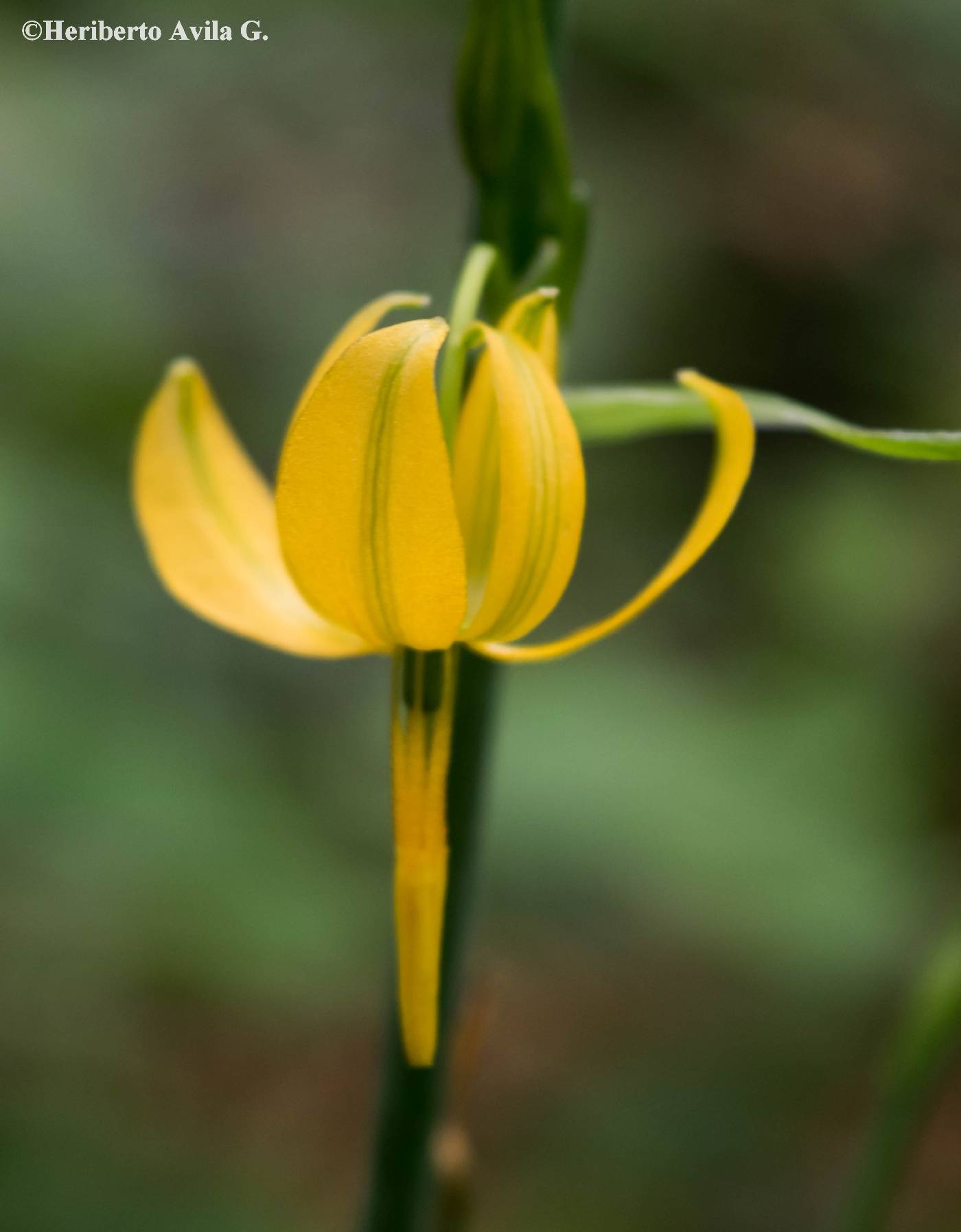 Echeandia longipedicellata image