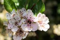 Crataegus mexicana image