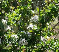 Crataegus mexicana image