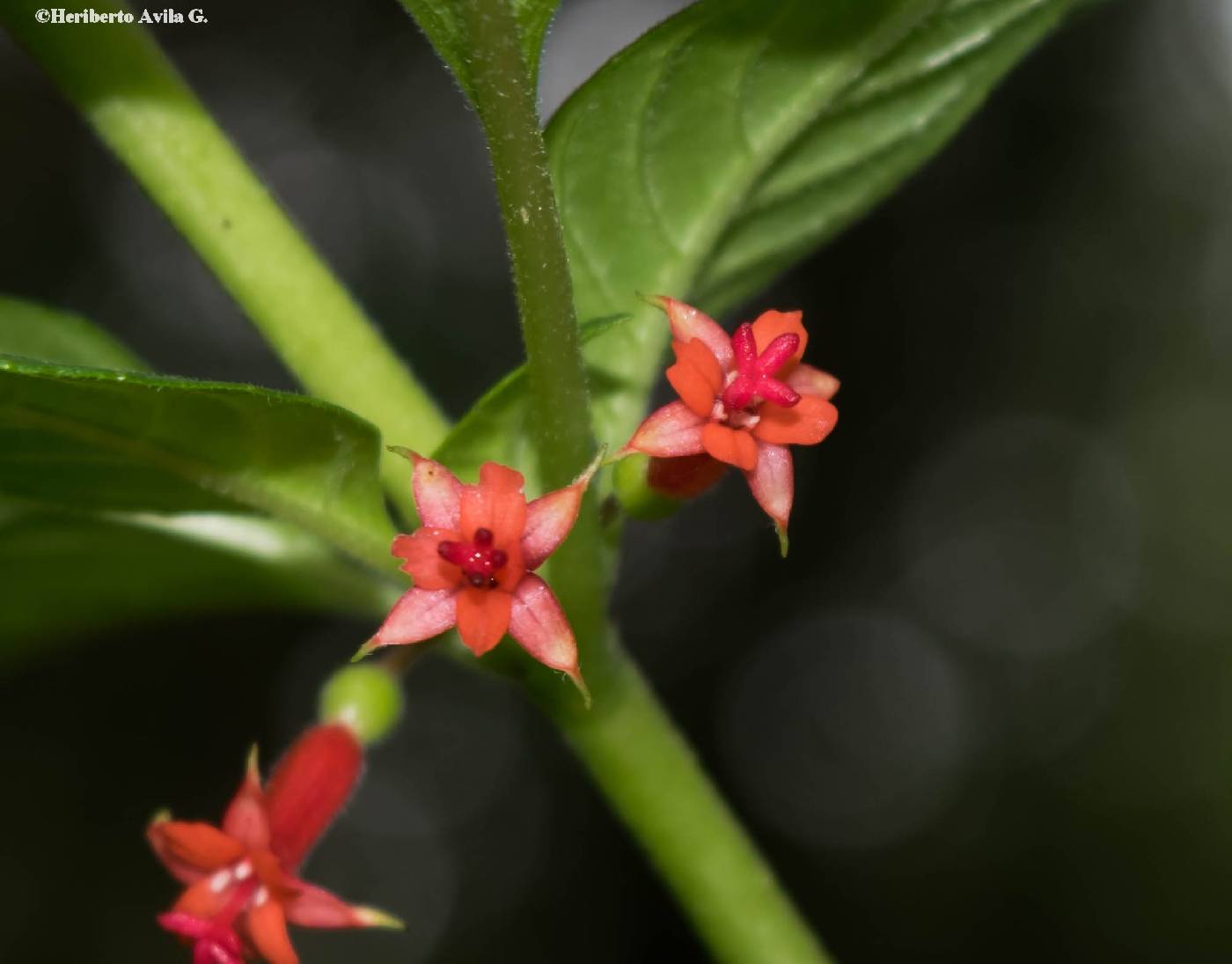 Fuchsia parviflora image