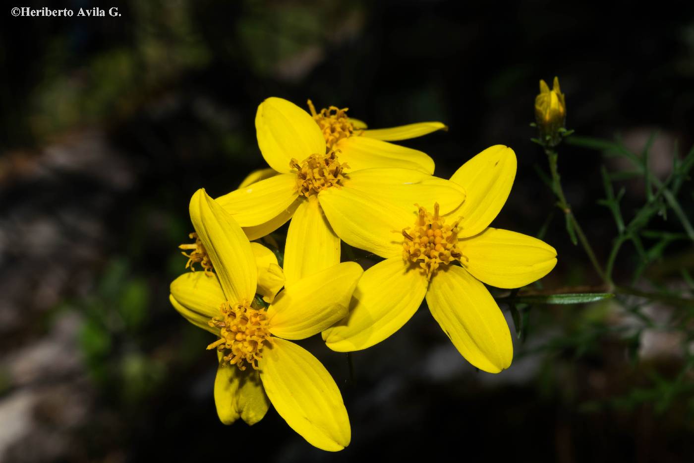 Coreopsis petrophila image