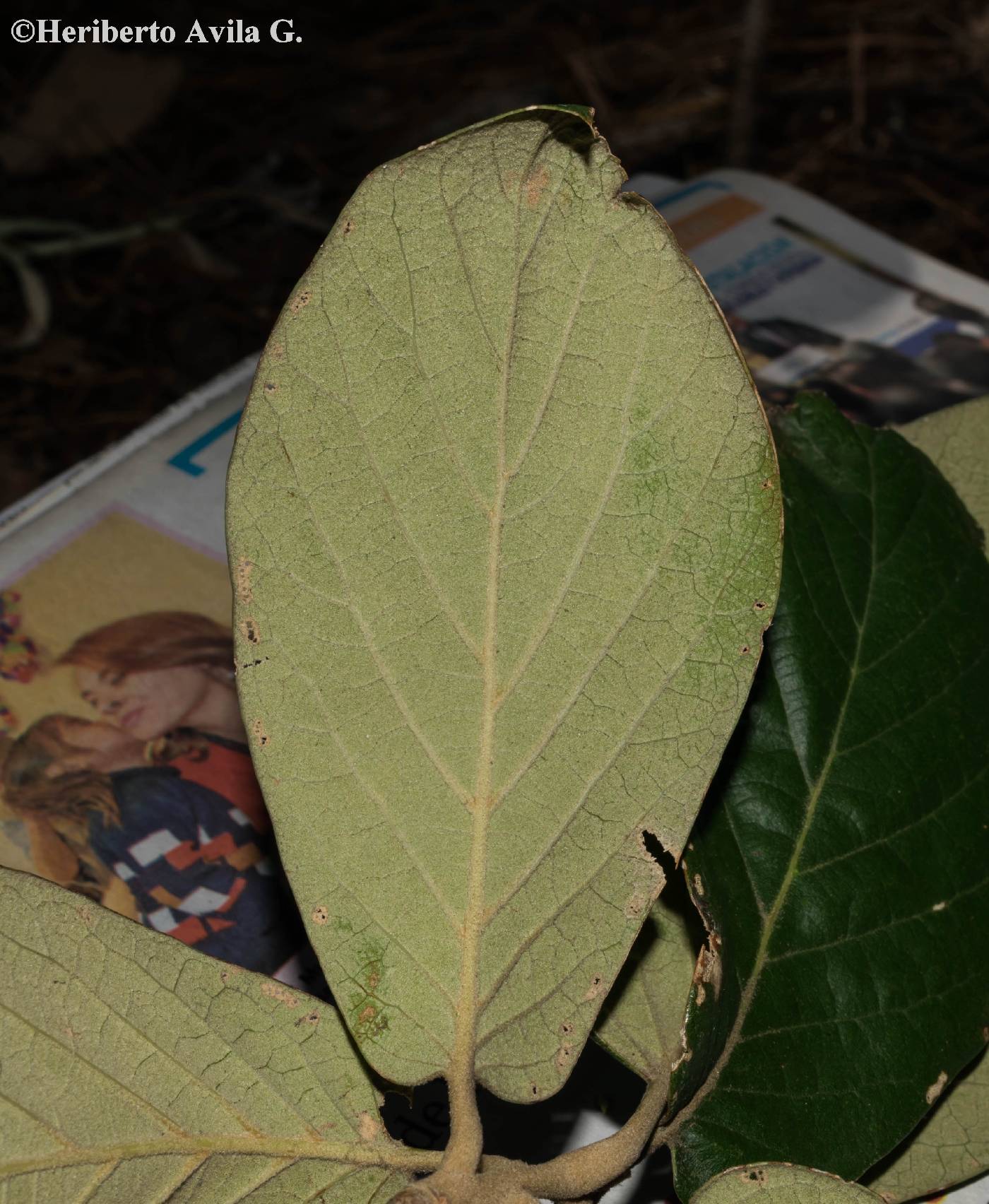 Quercus fulva image
