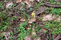 Sisyrinchium pringlei image