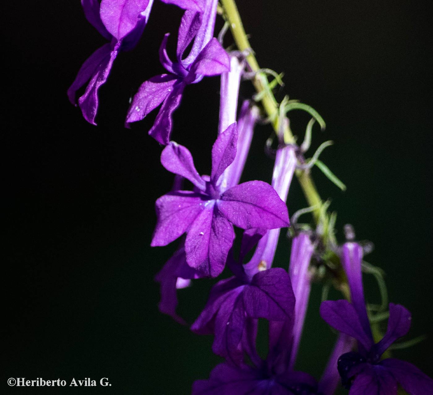 Lobelia sinaloae image