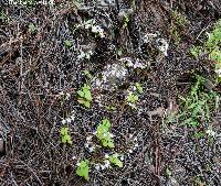 Valeriana urticifolia image