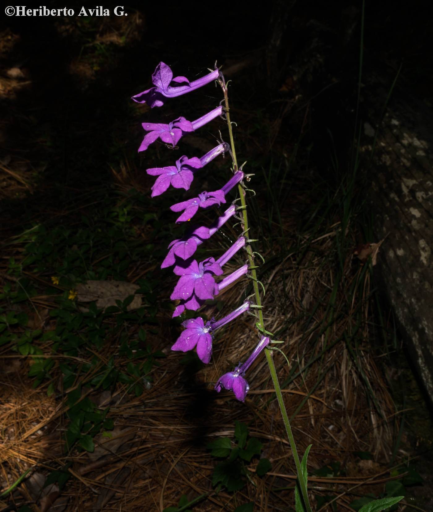 Lobelia sinaloae image