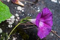 Ipomoea orizabensis image