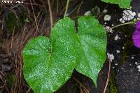 Ipomoea orizabensis image