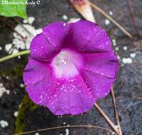 Ipomoea orizabensis image