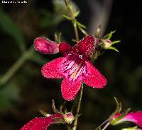 Image of Penstemon roseus