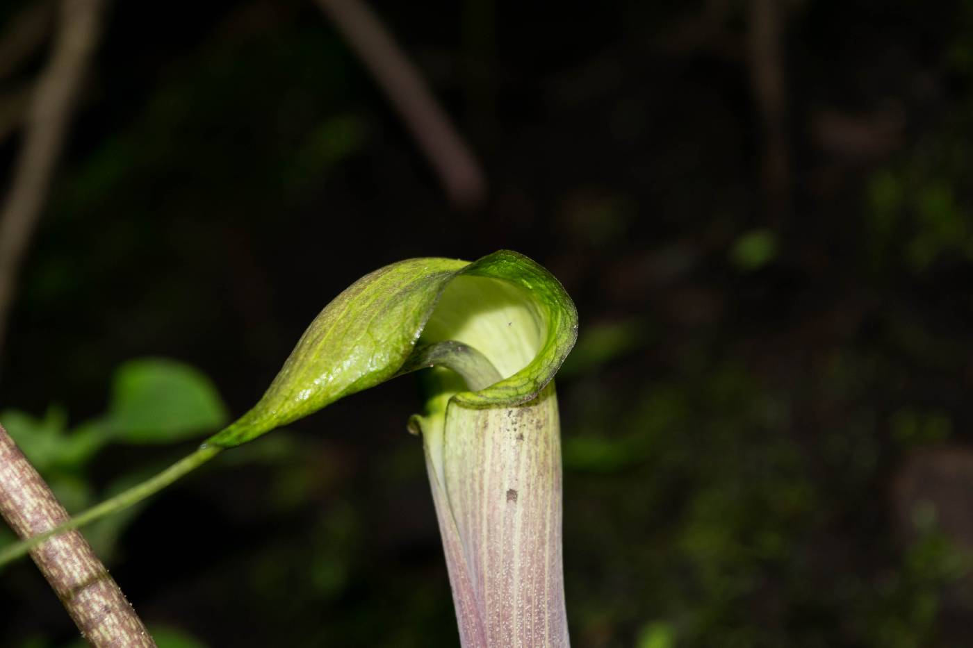 Arisaema macrospathum image