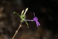 Pseuderanthemum praecox image