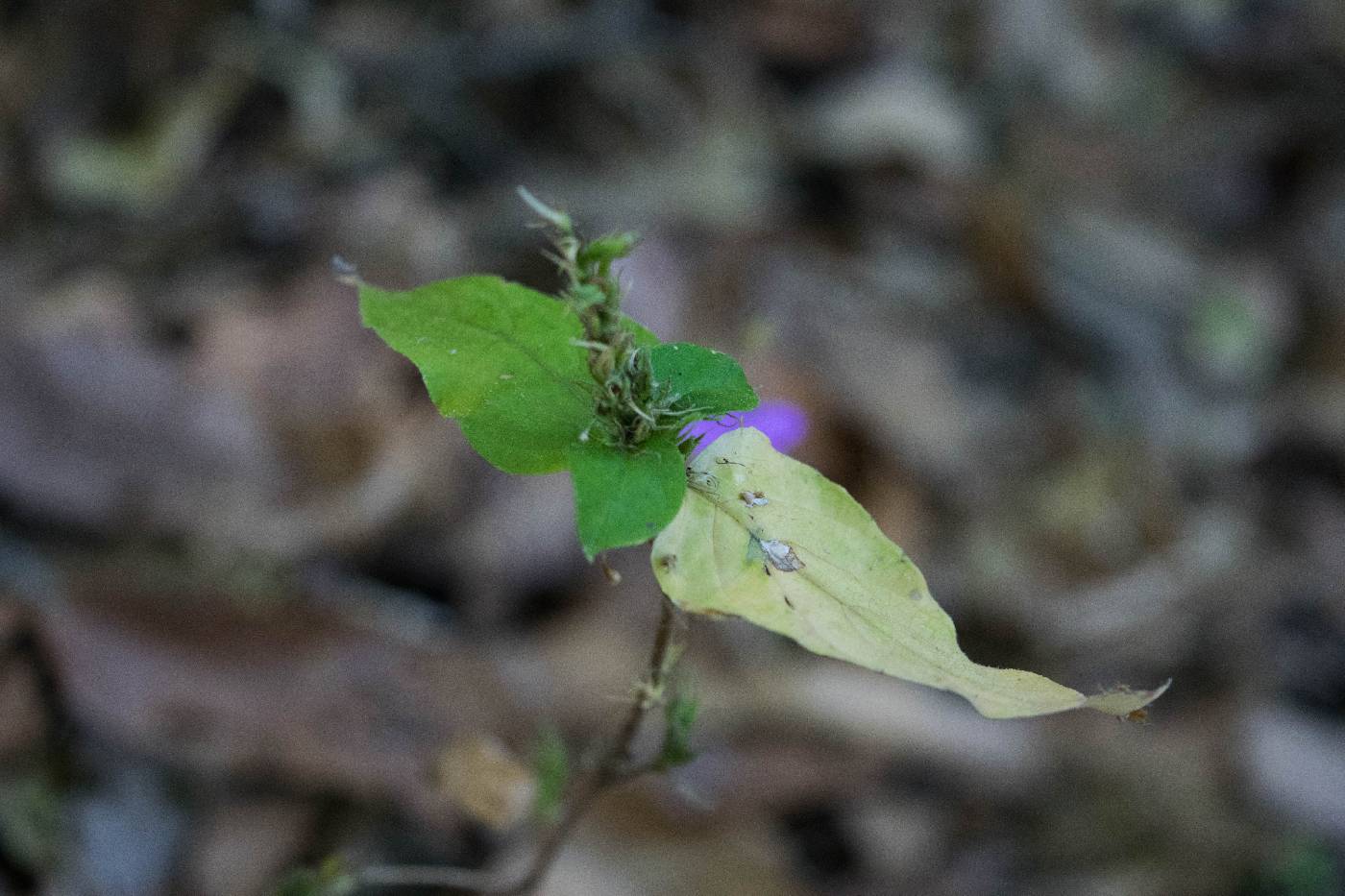 Pseuderanthemum praecox image