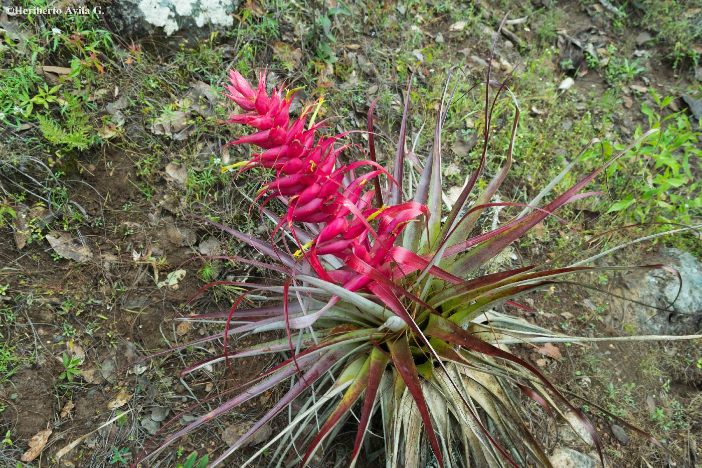 Tillandsia borealis image