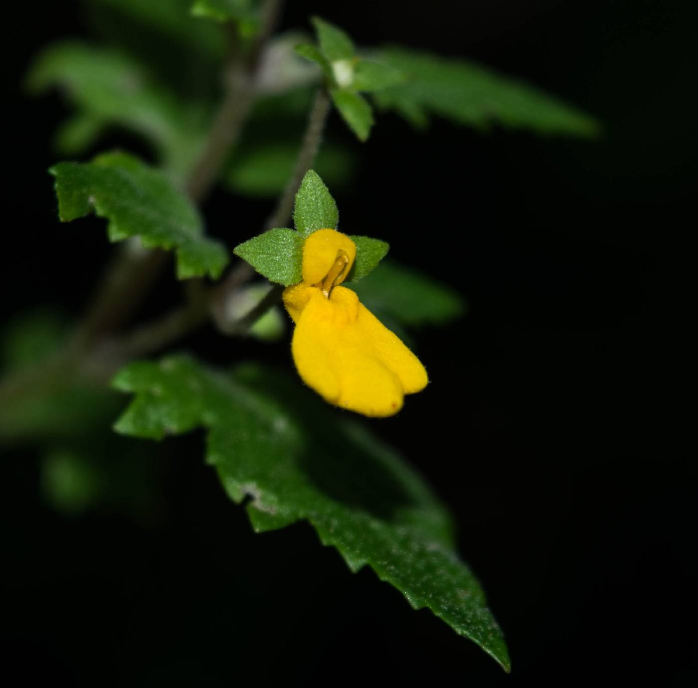 Calceolaria mexicana image